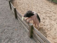 -前小桔亲子创意农场·草莓采摘·露营烧烤