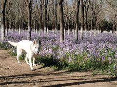 -宠福鑫康馨动物医院·骨科·眼科