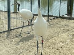 -盐城丹顶鹤湿地生态旅游区