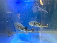 -鲐赏河豚(长寿店)