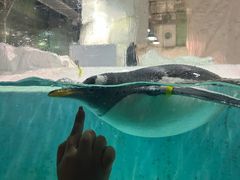 -大连圣亚海洋世界