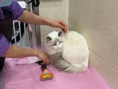 -北京观赏动物医院·24小时大型综合·猫专科·异宠专科