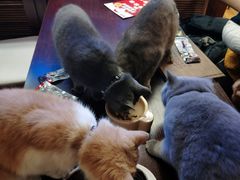 -喵园·猫主题咖啡厅·撸猫·猫咖(国贸店)