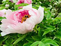 -威克特披萨汉堡