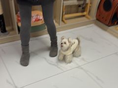 -嘉馨宠物医院·CT影像转诊·心脏科·犬猫全科诊疗中心(下沙大学城院区)