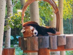 -北京野生动物园