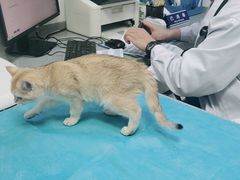 -萌兽医馆·绝育·24小时内科·宠物医院(德胜店)