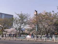 -嘉定紫藤园