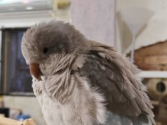 -深圳鸟咖鹦花岛