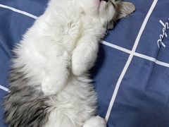 -天使宠物医院·犬猫分诊(彩虹店)