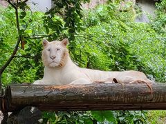 -广州长隆野生动物世界