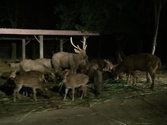 -清迈夜间动物园