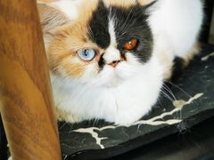 -平行世界·猫咖(首经贸店)