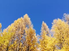 -乌兰布统草原