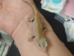 -酷以爬仙阁实体爬宠店·守宫·蜥蜴·专业繁育