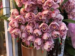 -双季花艺园艺市场(浦东店)