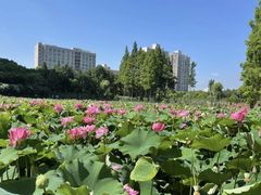 -黄兴公园