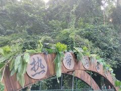 -西双版纳原始森林公园
