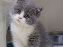 -lincat·猫舍(广州店)