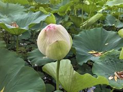 -莲花池公园