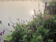 -西湖外事游船(花港观鱼码头)