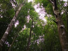 -广州市石门国家森林公园