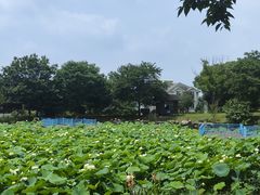 -鹅湖玫瑰文化园