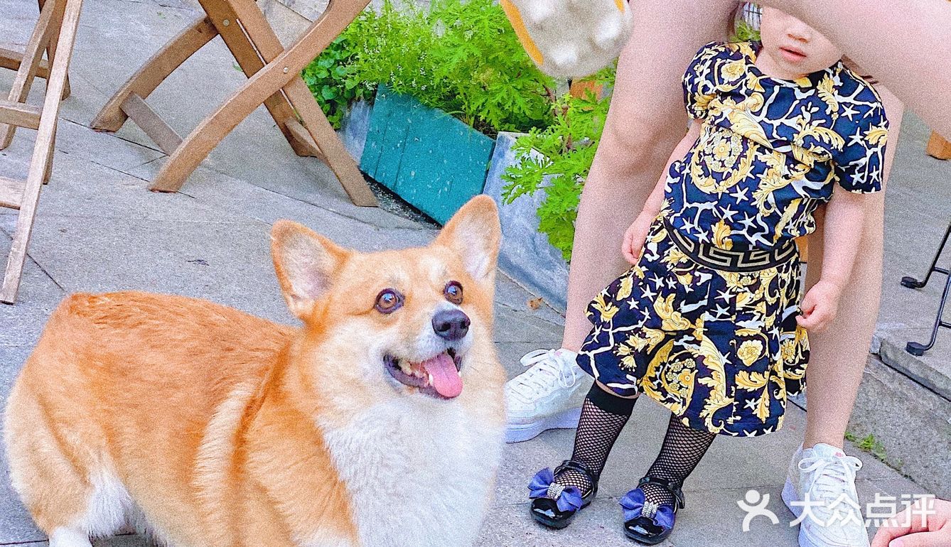 怕🐶怕得要死的我为什么进这家店？还不是因为……