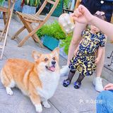 怕🐶怕得要死的我为什么进这家店？还不是因为……
