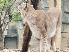 -石家庄市动物园