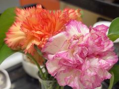 -红鼎豆捞·非遗鲍皇汤火锅(宝丰路店)