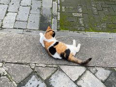 -大觉寺-停车场