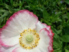 -松山湖梦幻百花洲