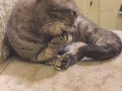 其实我在笑-猫色咖啡·猫咖