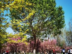 -长白岛森林公园