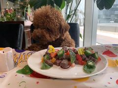 -百好乐宠物友好餐厅(朝外大街店)