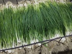 -江杨农产品批发市场