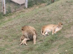 -青藏高原野生动物园