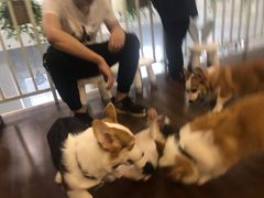 -柯斗斗主题餐厅·狗咖·围炉煮茶·茶饮(国瑞升平里店)