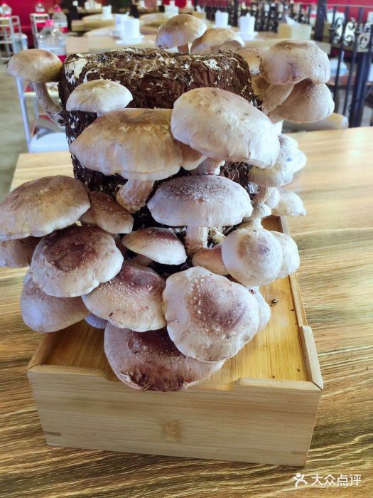 一牛生活潮汕火锅(乐基店)活体香菇图片 - 第1张