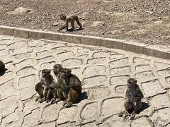 -哈尔滨北方森林动物园