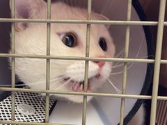 -瑞派康怡24h宠物医院·犬猫医疗中心·微创绝育(瑞景分院)
