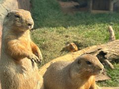 -大连森林动物园