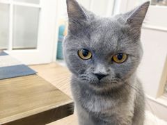 -楼上猫咖(罗湖店)