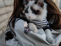 -瑞派福兴宠物医院犬猫全科·骨科·中西医结合(河东店)