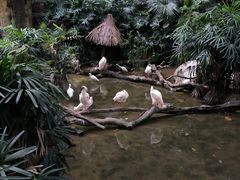 -广州长隆野生动物世界