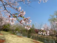 -顾村公园