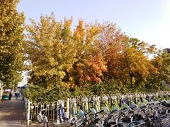 -黄村公园