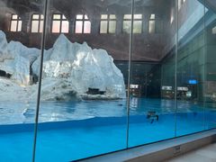 -帝企鹅自助餐厅•儿童岛•真企鹅(长隆企鹅酒店)