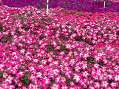 -松山湖梦幻百花洲